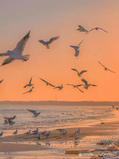 它们展翅高飞,与蓝天大海交织成一幅美丽的画卷.