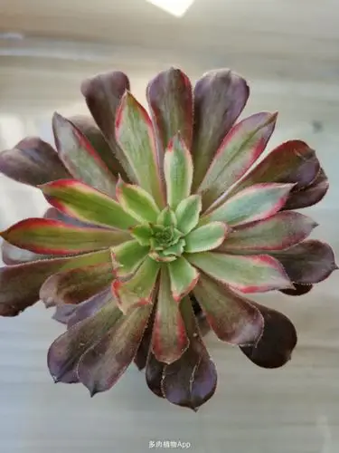 家有鲜肉 你们的红覆轮什么状态?