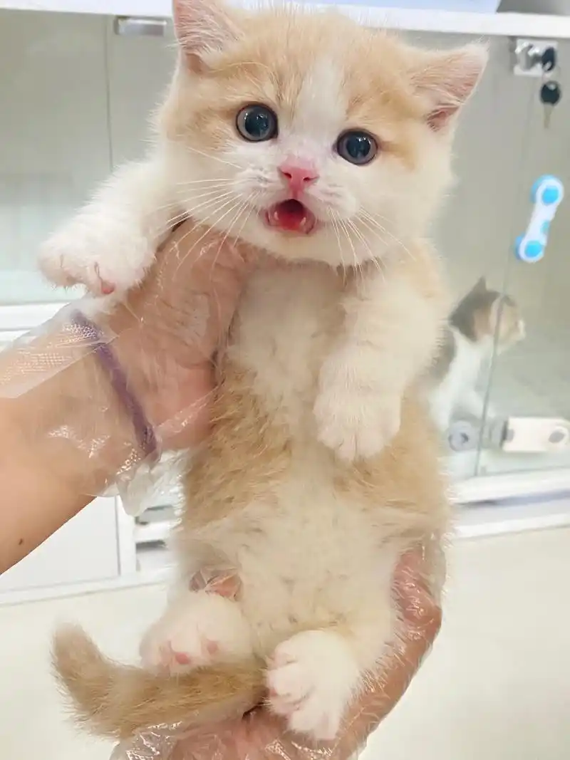 英短乳白找家长|在线等一个长期"饭票".06小胖熊脸版的英短 - 抖音