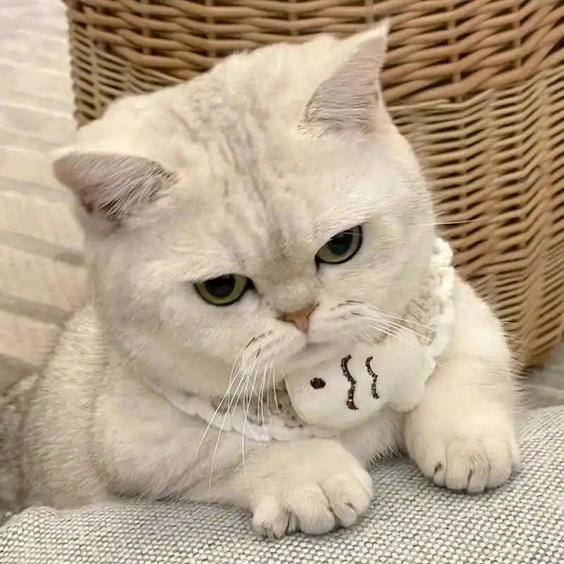 可爱搞怪猫咪头像 接下来的日子把开心拽在手里全力以赴的生活吧