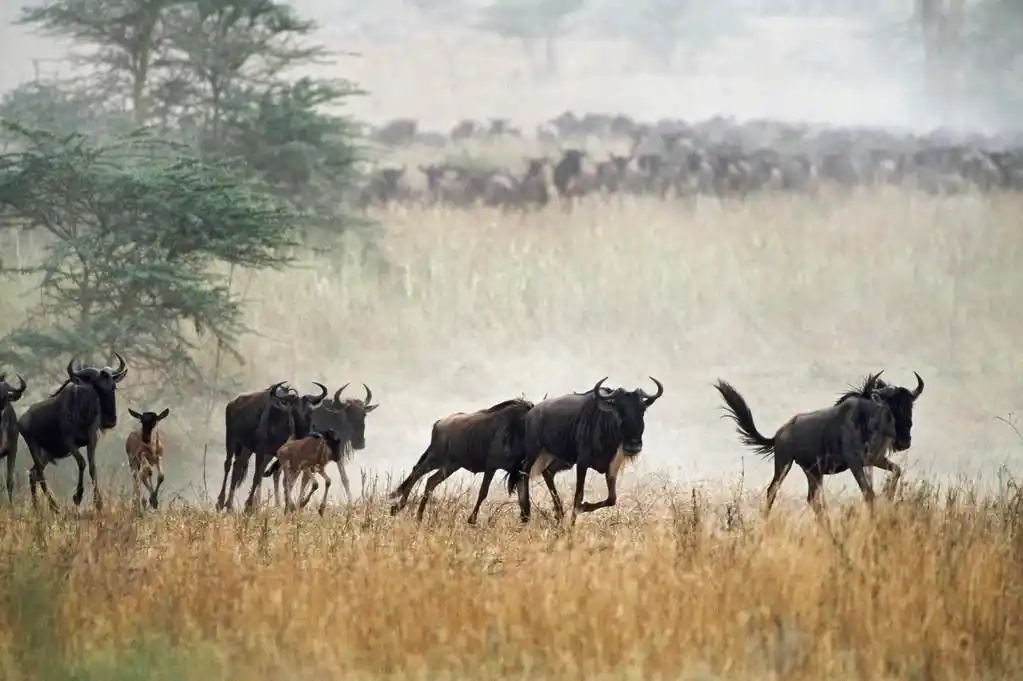 群的蓝羚羊运行,坦桑尼亚, 非洲