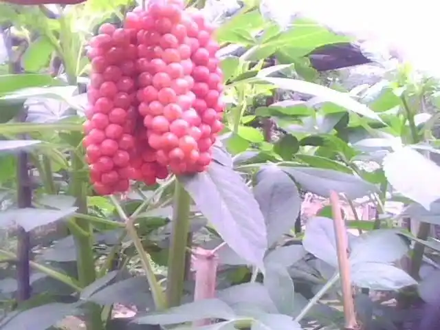 山里人常见的6种野生水果,城里人很少见,第三种水果谁