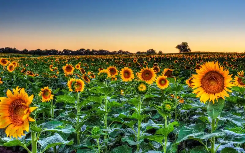 春天的花海唯美壁纸