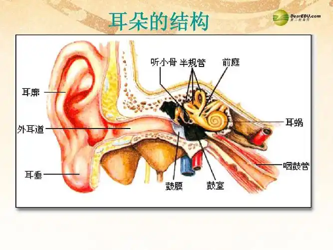 耳朵的结构