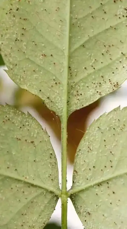 天狼说月季丨别让红蜘蛛毁了你的月季全套防治指南天狼亲自教会你