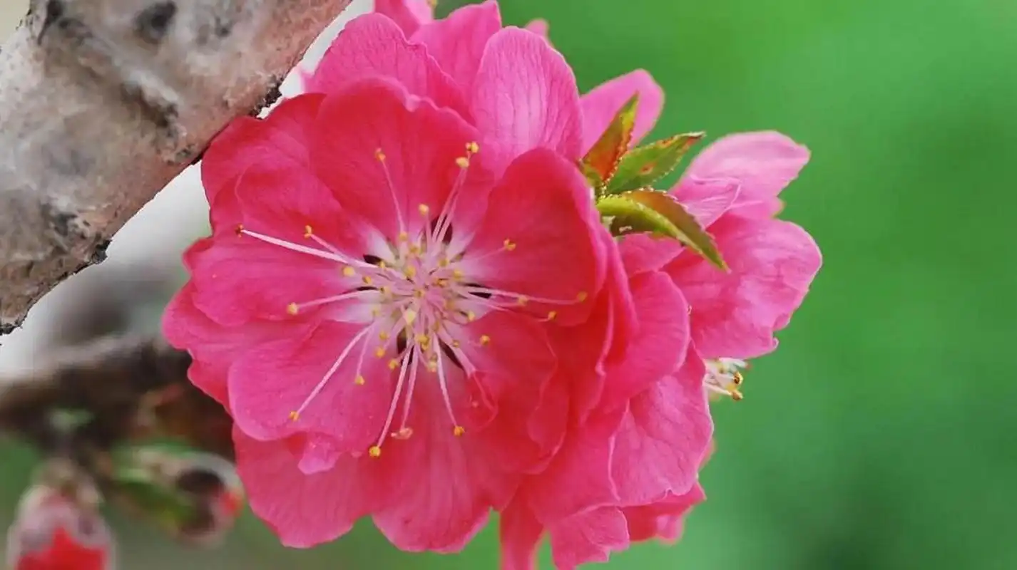 在传统文化中,桃花运被视为一种浪漫的命运,它代表着一个人的爱情运势