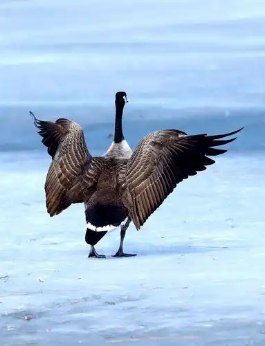 加拿大雁