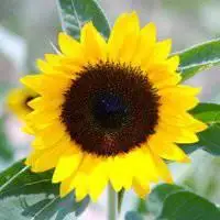 微信头像向日葵_微信头像图片大全