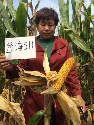 名门新秀登海511诚招各乡镇代理