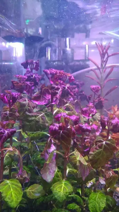 出一份水草百叶太阳五彩薄荷迷你红太大红叶红千层