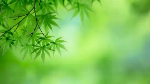 于2020-06-16上传元气壁纸平台,护眼壁纸【186】壁纸是一款电脑壁纸