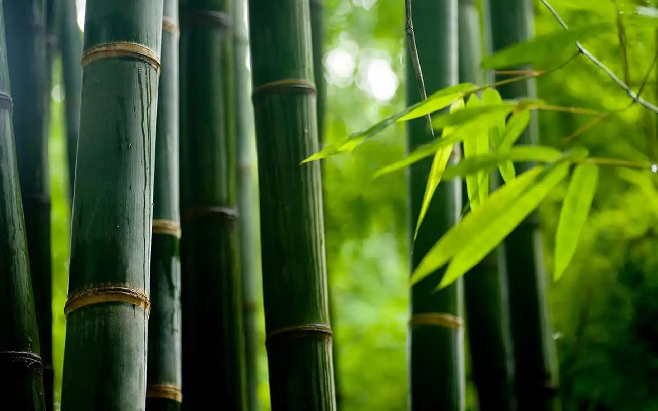 唯美绿色护眼竹林高清桌面壁纸