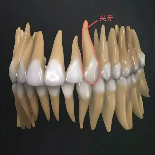 另外,尖牙牙根是所有牙齿中最长的,也是一般情况下老年人最晚脱落的
