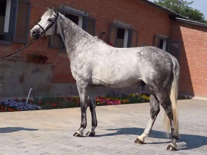 已售备 注:场地宅爱120cm全程马场马术技 能:获奖记录:护照:澳洲品种