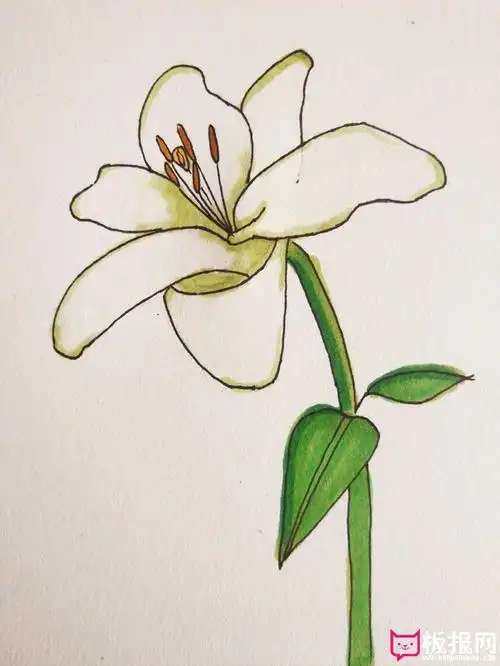 百合花怎么画简单好看,百合花简笔画图片步骤