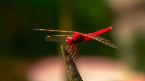 红蜻蜓1查看大图曝光:1/3200 sec光圈:f6.