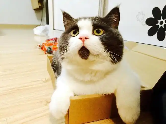 雅人叔的相册-分分钟在吃惊的斑爷