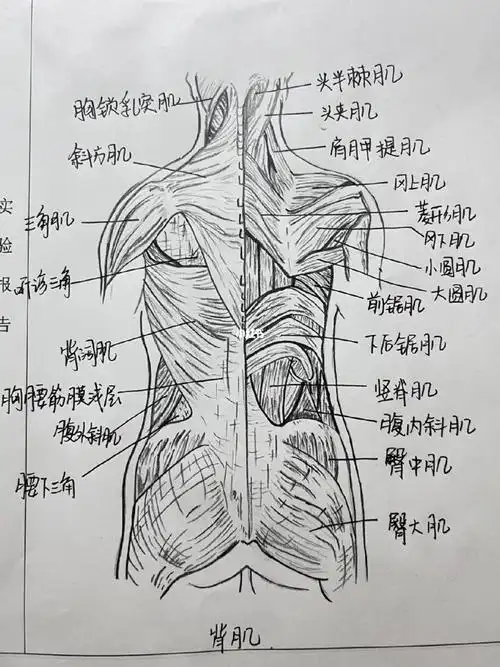 生  #人体解剖学  #背肌 #医学生的日常  #医学生手绘图 #人体肌肉