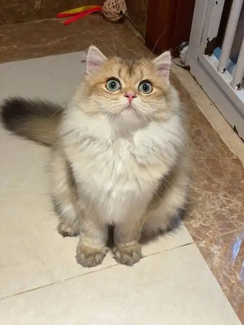 长毛金渐层弟弟找家长4月龄 疫苗驱虫齐毛量骨量都