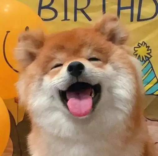 治愈系狗头像(治愈系柴柴狗头像)(16)