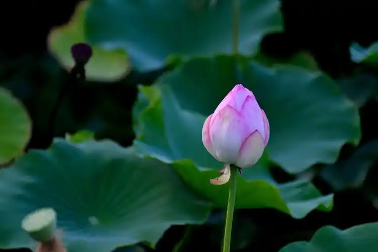 夏日荷花-含苞待放