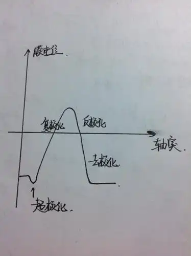 展开全部 去极化剂膜潜力动作电位
