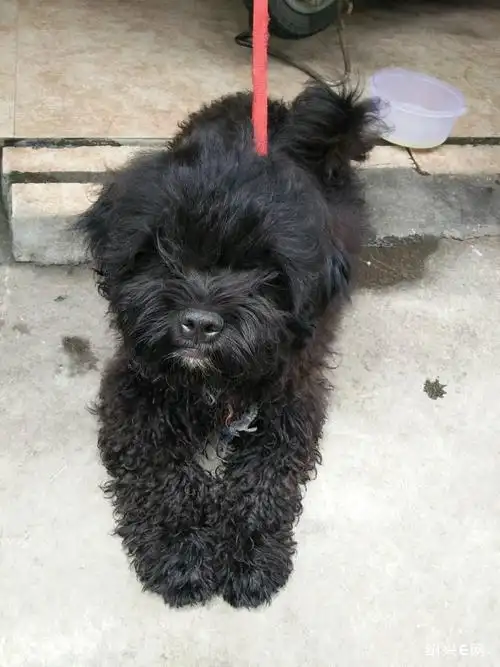 转黑毛泰迪狗
