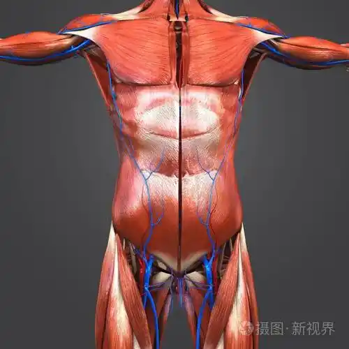 人体上部解剖肌肉与循环系统的多彩医学例证照片-正版商用图片0o3i2f-