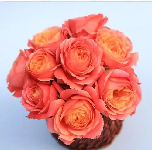 【虞城园艺】大花微型月季 小魔女甜心 颜色多变