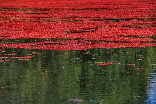 秋天,去看那片红色蔓越莓海-红海滩,盘锦,红海-青驿