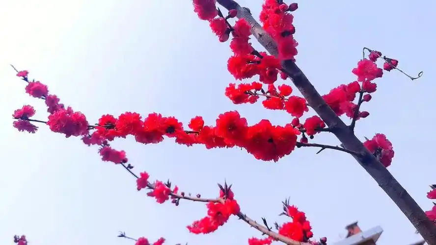 家人们春天真的太美了花朵真漂亮看一看