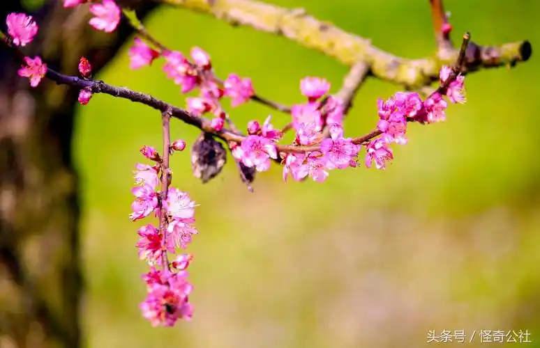 难怪好运叫桃花运,不管男和女,见到3月桃花,美到骨头都酥软