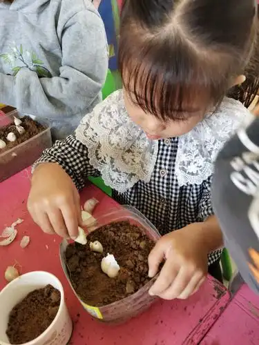 走近自然之生命启迪篇——店子小学幼儿园中班种植蒜宝宝