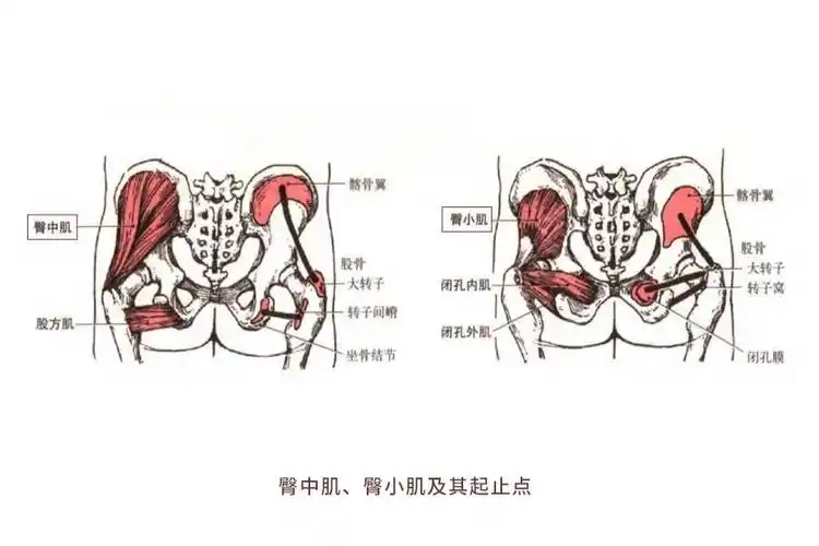 图源自《运动解剖学图谱》第3版