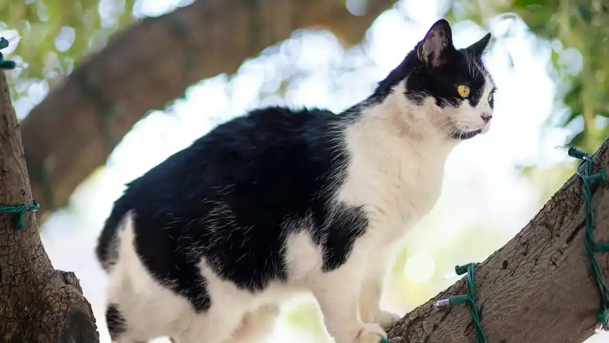 猫壁纸【937】(动物静态壁纸) - 静态壁纸下载 - 元气壁纸