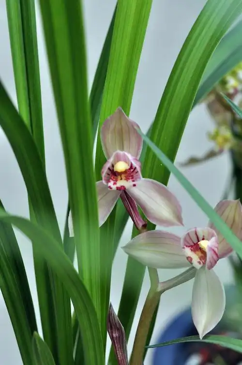 又到兰草香幽时