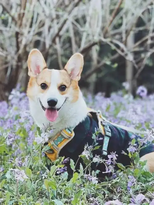 试过了很多鱼油营养膏都不管用,怎么能让狗狗变得好看呢