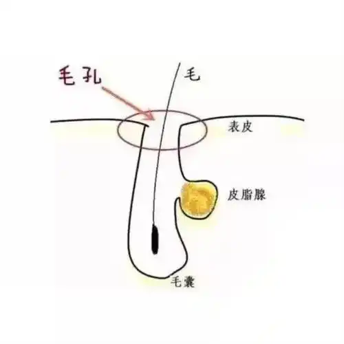 怎样才能收缩毛孔(皮肤科医生教你如何收缩毛孔)_可可情感网