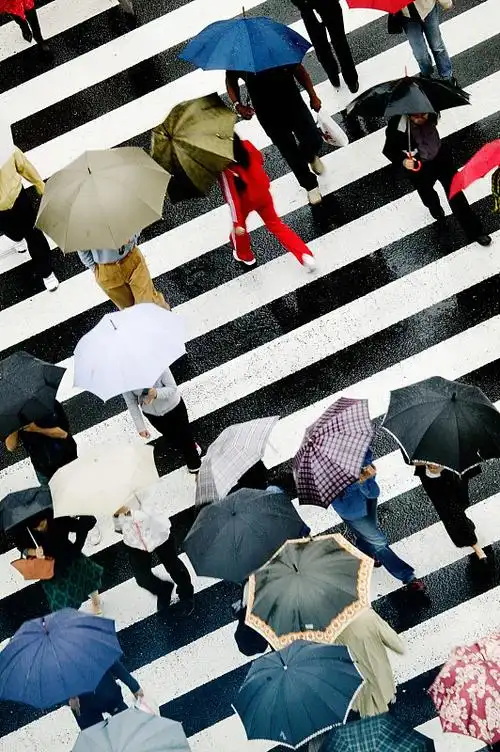人们撑着雨伞,在人行横道过马路,高架风景图片