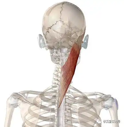 头,颈夹肌成"精"了