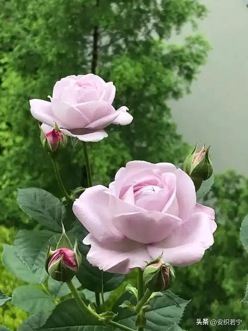 读了友友们对蓝色风暴月季的点评以后,我更喜爱这款月季花了