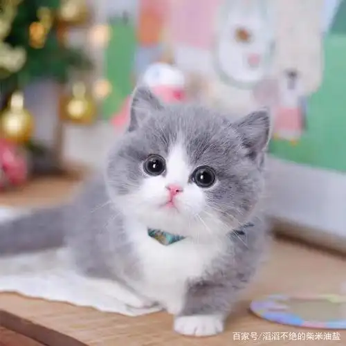 没有萌萌喵融化不了的心灵