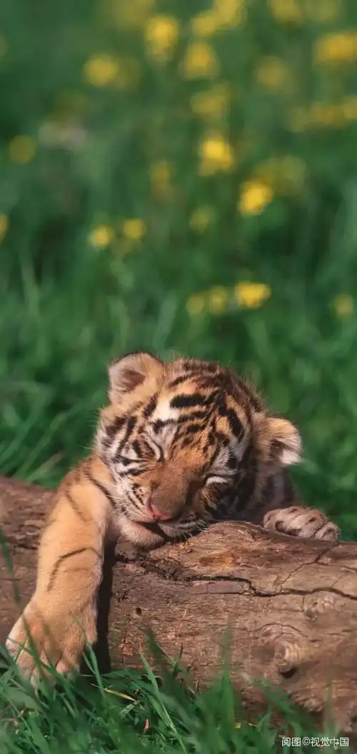 动物- 堆糖,美图壁纸兴趣社区