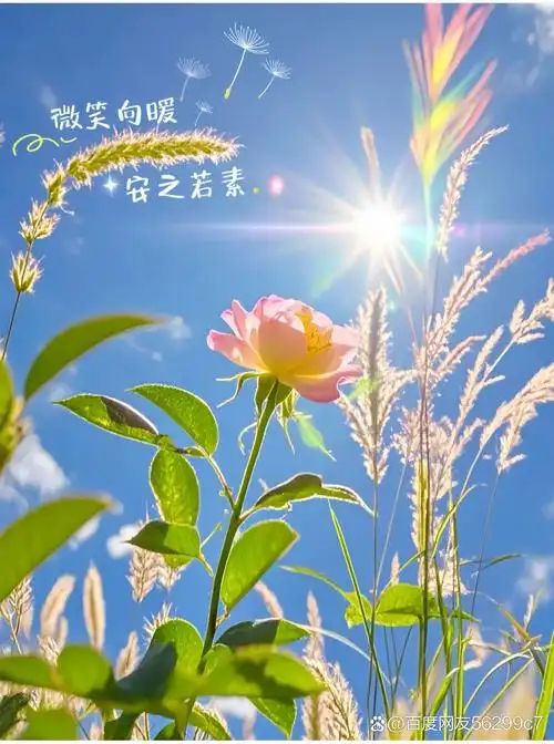 向暖的图片微笑向暖图片微笑向暖图片壁纸微风吹拂唯美做自己的阳光