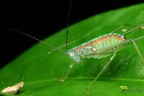 绿野虫影(1)_生态_poco摄影