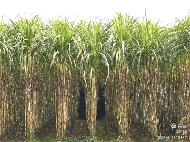 青纱帐,甘蔗林!