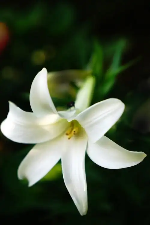 白白净净百合花