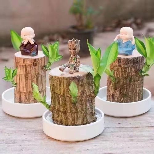 巴西木开花水养格鲁特小木人水培幸运木室内好养懒人花卉绿植盆栽