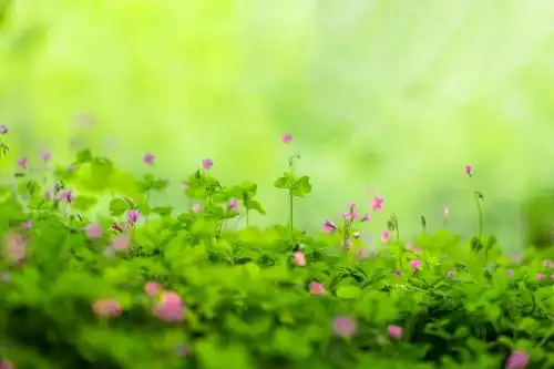 幸运草开花 四叶草