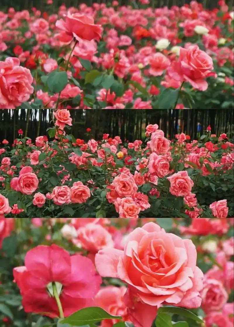 99苏州张家港奥斯汀玫瑰园 - 抖音